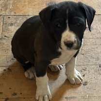 Thumbnail photo of Melvin #1