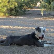 Thumbnail photo of GABE #4