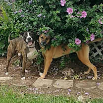 Thumbnail photo of Bark Twain #2