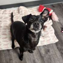 Thumbnail photo of Bo #1