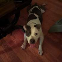 Thumbnail photo of Layla #2