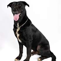 Thumbnail photo of Sawyer #1