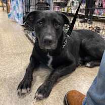 Thumbnail photo of Sawyer #2