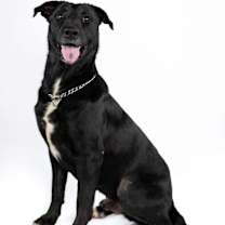 Thumbnail photo of Sawyer #4