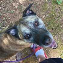 Thumbnail photo of Smokey Bandit #2