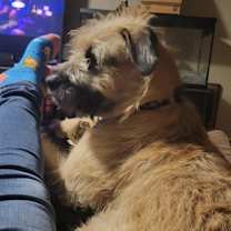 Thumbnail photo of Huckleberry #2