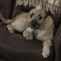 Thumbnail photo of Huckleberry #3