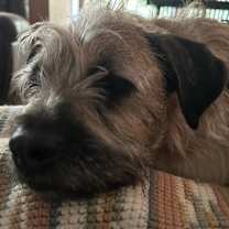Thumbnail photo of Huckleberry #4