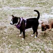 Thumbnail photo of Precious #2