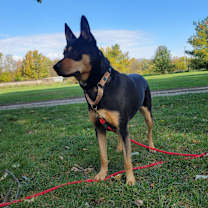 Thumbnail photo of Missy #1