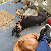 Thumbnail photo of Missy #4