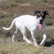 Thumbnail photo of Tess (Buckmaster) #2