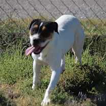 Thumbnail photo of Tess (Buckmaster) #3