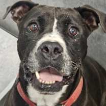 Thumbnail photo of Deku #1