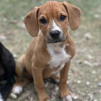 Thumbnail photo of Peanut butter #1