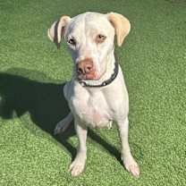 Thumbnail photo of Poppy #2