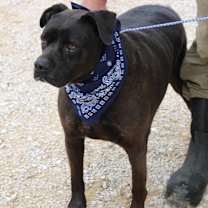 Thumbnail photo of Bob #1