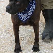 Thumbnail photo of Bob #3