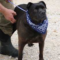 Thumbnail photo of Bob #4