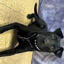 Thumbnail photo of Maddie #2