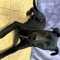 Thumbnail photo of Maddie #3