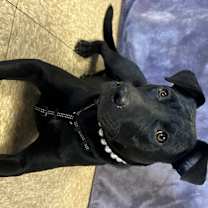 Thumbnail photo of Maddie #4