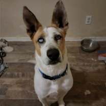 adopt-pet