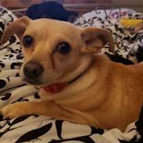 Thumbnail photo of Ruthine #3