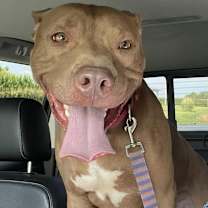 Thumbnail photo of Sarge #1