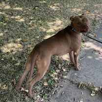 Thumbnail photo of Sarge #2