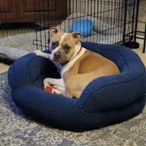 Thumbnail photo of Pu Litter Eevee (Mom) #2