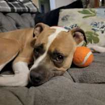 Thumbnail photo of Pu Litter Eevee (Mom) #3