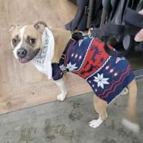 Thumbnail photo of Pu Litter Eevee (Mom) #4