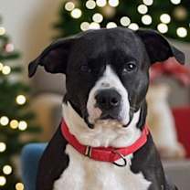 Thumbnail photo of Tinkerbell #1