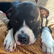 Thumbnail photo of Tinkerbell #2