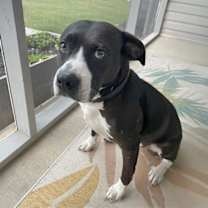 Thumbnail photo of Tinkerbell #3