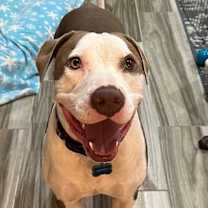 adopt-pet