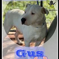 Thumbnail photo of Gomez (Gus) #2