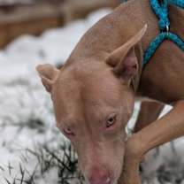Thumbnail photo of Muffin: Sweet Treats Litter #4