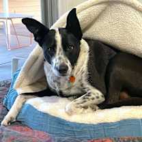 Thumbnail photo of Milo #2