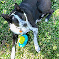 Thumbnail photo of Milo #3