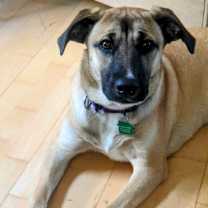 Thumbnail photo of Mama Malibu pup: Capri #1