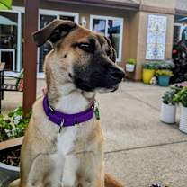 Thumbnail photo of Mama Malibu pup: Capri #2