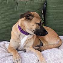 Thumbnail photo of Mama Malibu pup: Capri #3