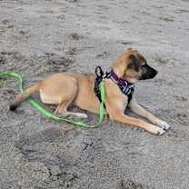 Thumbnail photo of Mama Malibu pup: Capri #4