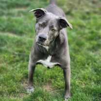 Thumbnail photo of KangaRoo #3
