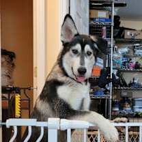 Thumbnail photo of Mumble #1