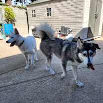 Thumbnail photo of Mumble #4