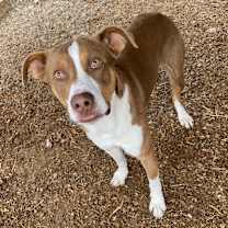 Thumbnail photo of Scooby #1