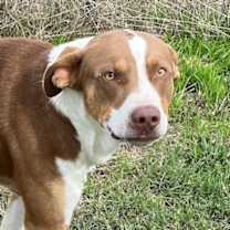 Thumbnail photo of Scooby #2
